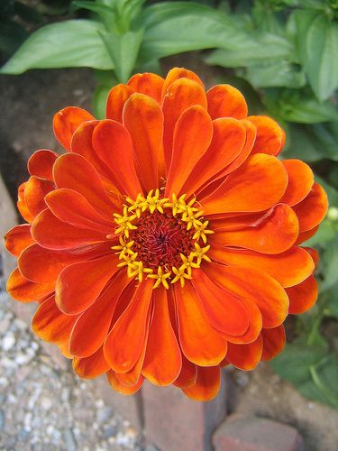 Zinnia -- Round orange perfection. You can't have enough of these. Zenia Flower, Orange Zinnia, Orange Garden, Fleur Orange, Zinnia Flowers, Favorite Flower, Airbrush Art, Favorite Flowers, Orange Flower