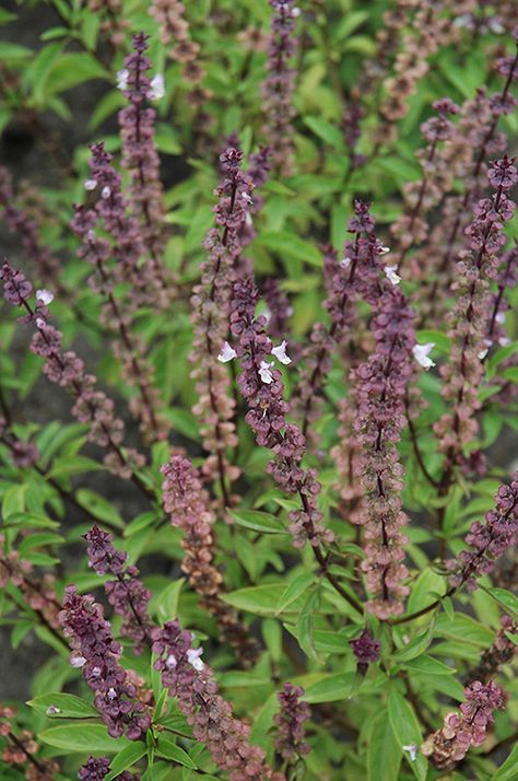 Click to view a full-size photo of Thai Basil (Ocimum basilicum 'Thai') at All Seasons Nursery Ocimum Tenuiflorum, Ocimum Basilicum, Thai Basil, Attract Pollinators, Flower Spike, Botanical Drawings, Bedding Plants, Edible Flowers, Edible Garden