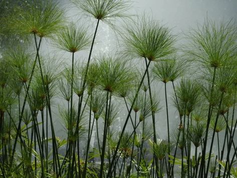 Papyrus Plant Indoor, Papyrus In Egypt, Egyptian Plants, Papyrus Flower, Ancient Flowers, Mermay 2024, Papyrus Plant, Cyperus Papyrus, Unity Ring