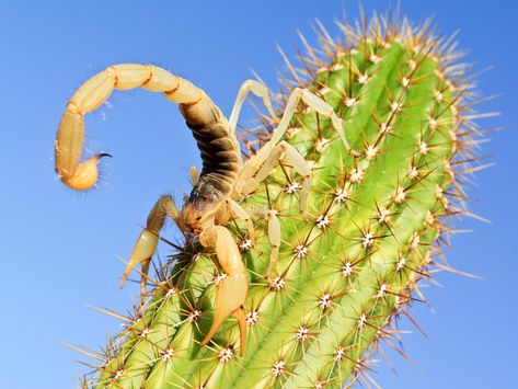 Scorpion Pictures, Types Of Spiders, Types Of Snake, Desert Animals, Water Carrier, Poster Design Inspiration, Cactus Print, Tucson Az, Animal Wallpaper