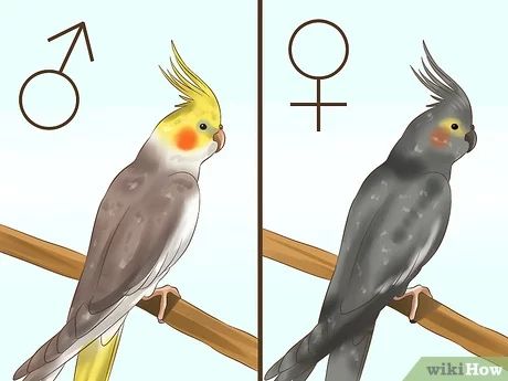 3 Ways to Tell if a Cockatiel Is Male or Female - wikiHow Diy Cockatiel Toys, Cockatiel Care, Cockatiel Toys, Cockatiel Cage, Parrot Pet, Funny Parrots, Bird Care, Australian Birds, Dog Furniture