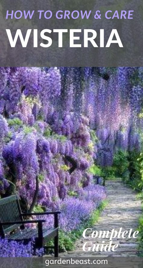 How To Train Wisteria Vine, Wisteria On Fence Backyards, Climbing Wisteria Trellis, Blue Moon Wisteria Vines, Wisteria Over Pergola, Amethyst Falls Wisteria Vines, American Wisteria Vines, Wisteria In Pots How To Grow, Weeping Wisteria Tree