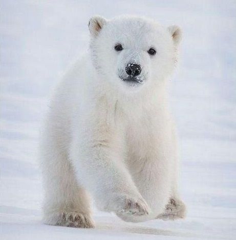 The Snow, Polar Bear