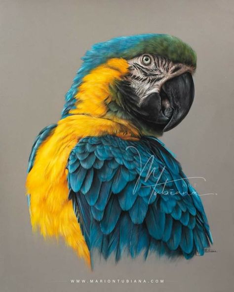 Parrot Drawing Colored Pencil, Pencil Colour Painting, Parrot Drawing, Grey Paper, Pictures Of Shiva, Pen Art Drawings, Abstract Art Diy, Crayon Art, Colored Pencil Drawing