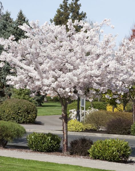 Prunus Shirotae (Mt Fuji Cherry), Plants and Trees | Querky Style & Roses at Cust Best Shade Trees, Trees For Small Gardens, Yoshino Cherry Tree, Ornamental Cherry, Colourful Garden, Monrovia Plants, Trees Garden, Flowering Cherry Tree, Japanese Tree