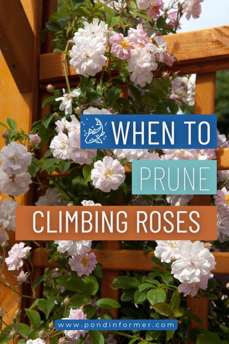 Pruning Climbing Roses For Winter, Pruning Climbing Roses, Rose Pruning, Raised Gardens, Pruning Roses, Climbing Rose, Floating Plants, Perennial Shrubs, Types Of Roses