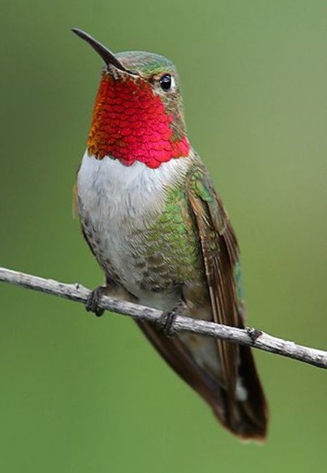 Beautiful Hummingbirds, Hummingbirds Photography, Hummingbird Photos, Hummingbird Pictures, Ruby Throated Hummingbird, Hummingbird Art, Hummingbird Tattoo, Most Beautiful Birds, Backyard Birds