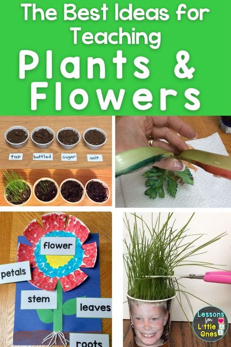 The best ideas for teaching how plants grow, what plants need to grow, the parts of a flower, & how to plant seeds to your preschool, kindergarten, first grade students. Click for hands-on, engaging activities and experiments for your spring plant or flower unit. Hands Gardening, What Plants Need To Grow, Plants Science Experiments, Seed Growth, Leaf Lessons, Plants Science, Teaching Plants, Plant Experiments, First Grade Crafts