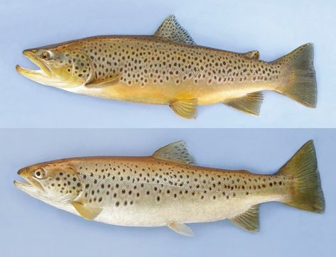 Brown Trout Fish Wood Carving, Trout Art, Brown Rainbow, Sweet Briar, Atlantic Salmon, Brook Trout, Rainbow Fish, Brown Trout, Rainbow Trout