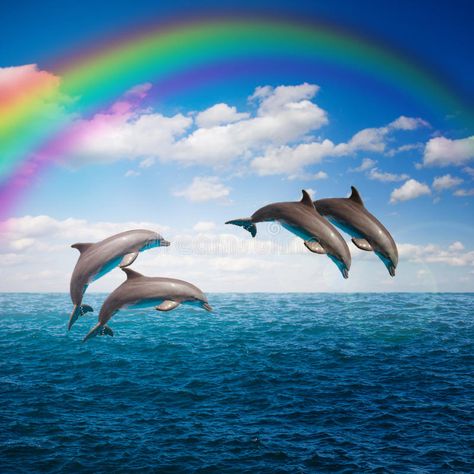 Dolphin Images, Dolphin Photos, Image Couple, Image Nature, Deep Ocean, Animal Wallpaper, Nature Images, Image House, Canvas Home