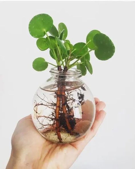 Money Plant In Water, Hydro Plant, Water Plants Indoor, Money Plants, Plants Grown In Water, Tanaman Air, Water Propagation, Water Garden Plants, Aesthetic Plant