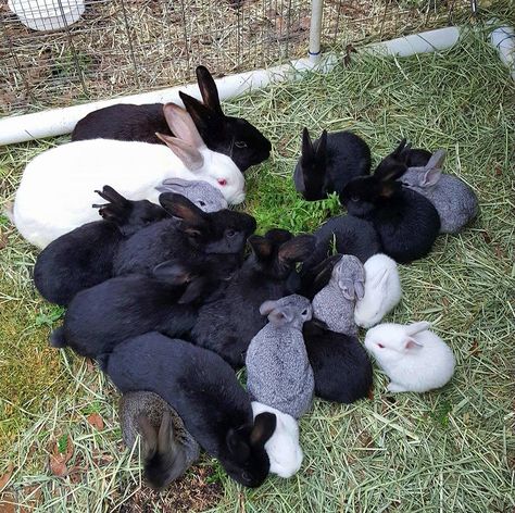 We have started expanding our homestead dreams beyond gardening by raising meat rabbits. These are the reasons why we are raising meat rabbits. Meat Rabbits Breeds, Raising Meat Rabbits, Raising Rabbits For Meat, Rabbit Feeder, Stingless Bees, Rabbit Habitat, Rabbit Farm, Meat Rabbits, Raising Rabbits