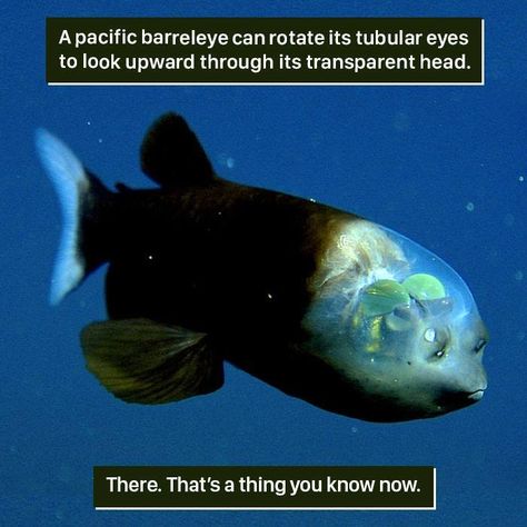 Ocean Facts, Weird Animal Facts, Facts About Animals, Fun Facts About Animals, Unusual Facts, Microscopic Images, Animals And Plants, Creepy Facts, Amazing Science Facts