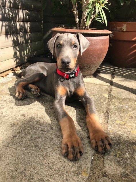 Blue Doberman Puppy, Fawn Doberman, Doberman Colors, Doberman Pinscher Blue, Blue Doberman, Gsp Dogs, Dog Tumblr, Rottweiler Love, Dog Mommy