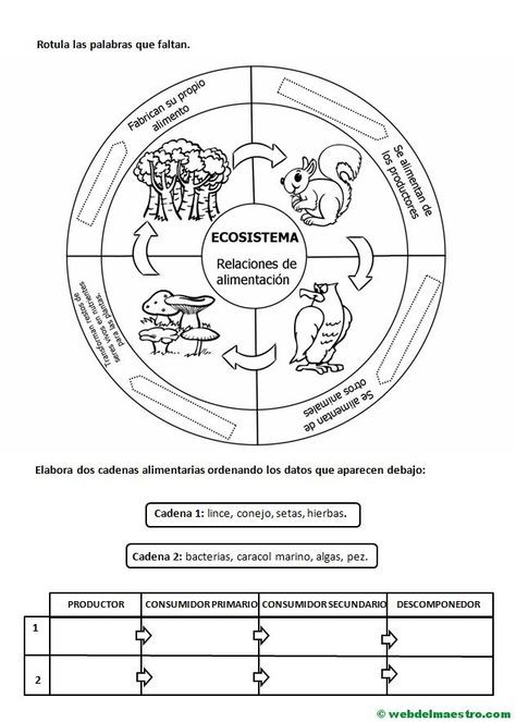 Cadena trófica de un ecosistema- Actividades Lectures Comprensives, Kid Science, Music Lessons For Kids, File Folder Activities, Secondary Science, Science Fair Projects, Science Worksheets, Life Hacks For School, Middle School Science