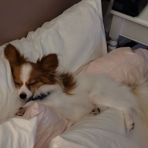 Papillon Dog Aesthetic, Papillon Puppy, Papillon Dog, Puppies And Kitties, Nap Time, Cuteness Overload, Cute Puppies, Fur Babies, Dog Breeds