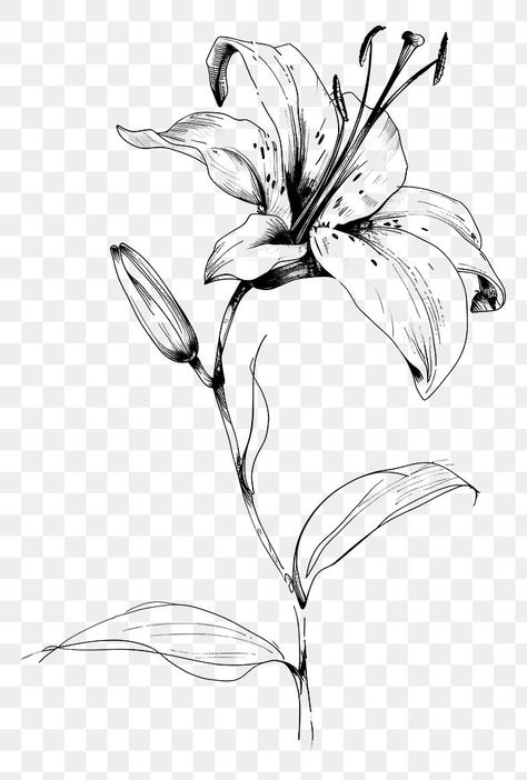 Lily Flower Line Art, Lily Flower Sketch, Lilly Flower Drawing, Lily Line Art, Lily Flower Drawing, Lily Sketch, Lily Drawing, Aesthetic Pngs, Art Coursework