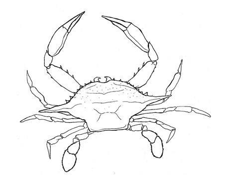 Crab Line Drawing, Sea Crab Drawing, Blue Crab Drawing, Blue Claw Crab, Crab Drawing, Blue Crabs Art, Crab Painting, Blue Crabs, Crab Art