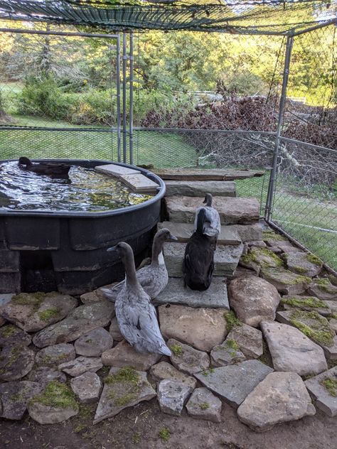 Just finished our new duck pond. We bought the 300 gallon tank and 8 cinder blocks. Found everything else in our yard. My husband moved all the big blocks with just a hand truck and the lawnmower! So excited with how this came out. Tank has a drain in the bottom for cleaning. Duck Bedding Coop, Duck Coop And Pond, Duck Ramp Ideas, Stock Tank Duck Pond Ideas, Diy Pond For Ducks, Pet Duck House, Above Ground Duck Pond, Duck Pond With Drain, Runner Duck Coop Ideas