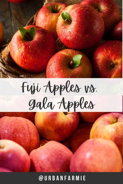 Gala Apples Recipes, Fuji Apple Recipes, Apples Recipes, Fuji Apple, Gala Apples, Unique Characteristics, Baking Ideas, Apple Recipes, Apples