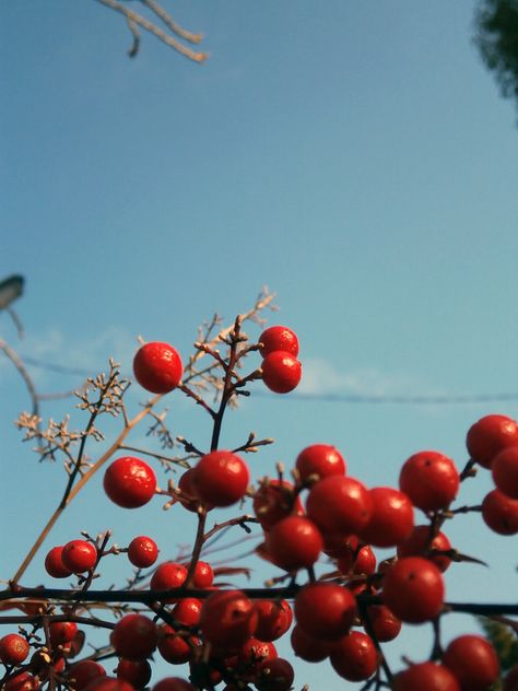 Light Blue And Red Aesthetic, Jantung Aesthetic, Blue And Red Aesthetic, Blossom Aesthetic, Cheryl Blossom Aesthetic, Leading Lines, Aesthetic Color, Light Blue Aesthetic, Interactive Media