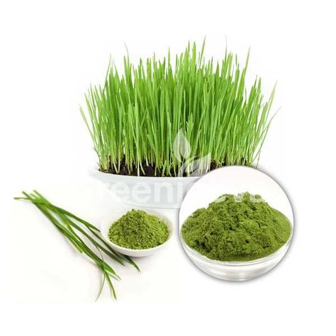 barley grass powder Barley Grass Powder, Barley Grass, Barley