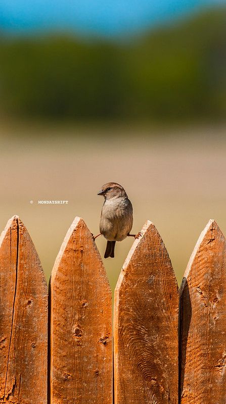 Funny Bird Pictures, Sparrow Art, Bird Quotes, Funny Photography, Bird Wallpaper, Into The Wild, Pet Bird, Bird Pictures, Animal Sketches