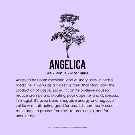 The Healing & Metaphysical Properties Of Angelica Root Angelica Root Magical Properties, Angelica Herb, Witchy Herbs, Angelica Root, How To Relieve Nausea, Gastric Juice, Magic Herbs, Herbal Medicine, Negative Energy