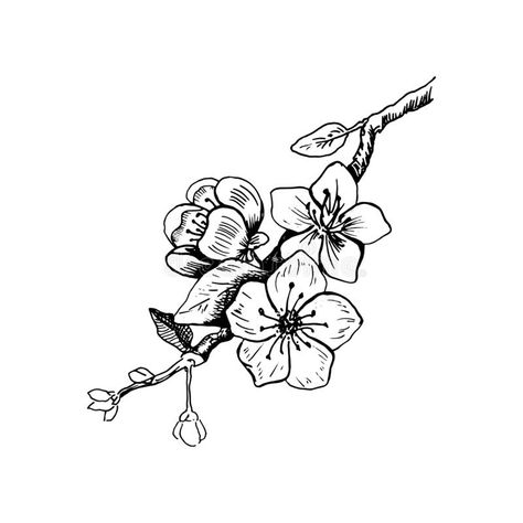 Peach Blossom Tattoo Black And White, Sakura Flower Tattoo Black, Black And White Cherry Blossom Tattoo, Cherry Blossom Tattoo Black And White, Cherry Blossom Hand Tattoo, Peach Blossom Tattoo, Cherry Blossom Sketch, Cherry Blossom Icon, Cherry Blossom Outline