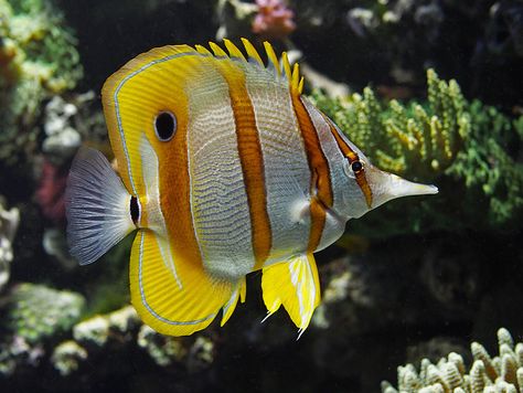 Copperband Butterflyfish, Fish Under The Sea, Coral Fish, Reef Fish, Saltwater Fish, Marine Fish, Reef Tank, Exotic Fish, Colorful Fish