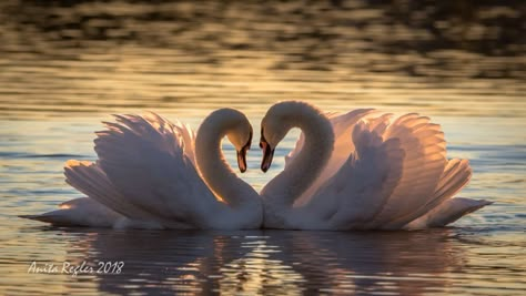 Swan Photography, Lotus Flower Wallpaper, Swan Pictures, Swan Love, Swan Painting, Carnival Of The Animals, Mute Swan, Drawing Cartoon Faces, Beautiful Swan