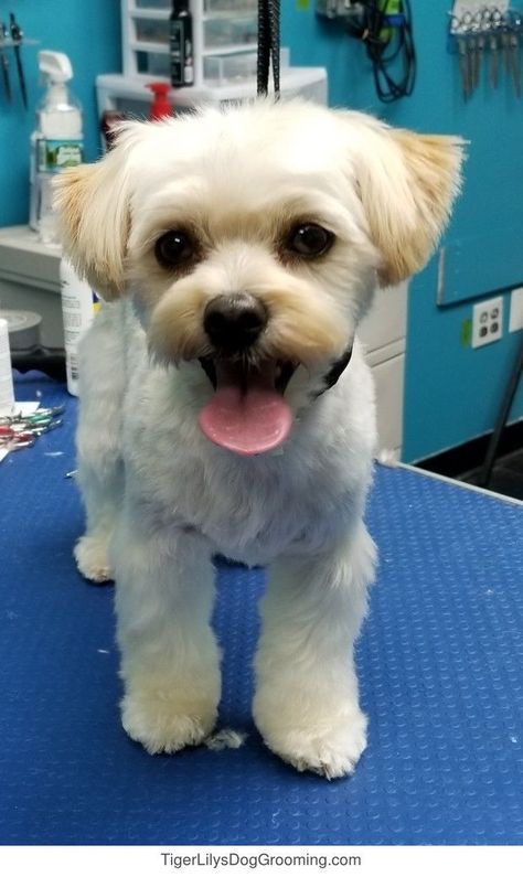 Daisy's snap from TigerLily's Dog Grooming Small White Dog Haircut, Maltese Dogs Haircuts Short, Short Dog Haircut, Small Dog Haircuts Style, Shichon Grooming Styles, Shihpoo Grooming Styles, Shih Tzu Grooming Styles Short, Cute Dog Haircuts, Shih Poo Haircuts