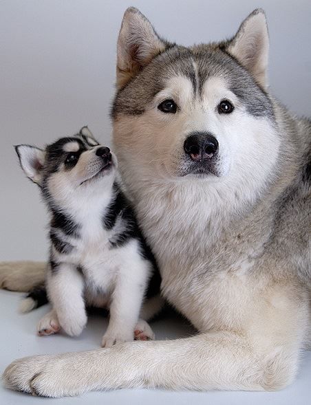 Husky mom with Puppy Caine Husky, Puppy Husky, Nosara, Husky Mix, A Husky, Blue Heeler, Husky Dogs, Newfoundland, Siberian Husky