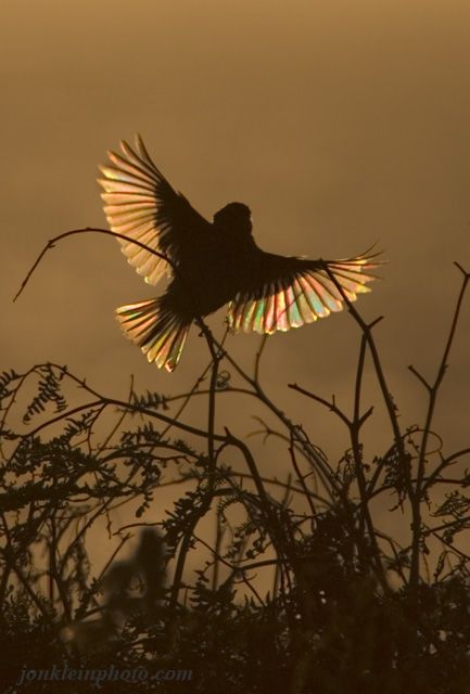 Spock Aesthetic, Sparrow Aesthetic, Sparrows Flying, Sparrow Flying, Sparrow In Flight, Feathered Raptor, Swift Bird, Song Sparrow, Bird Flying