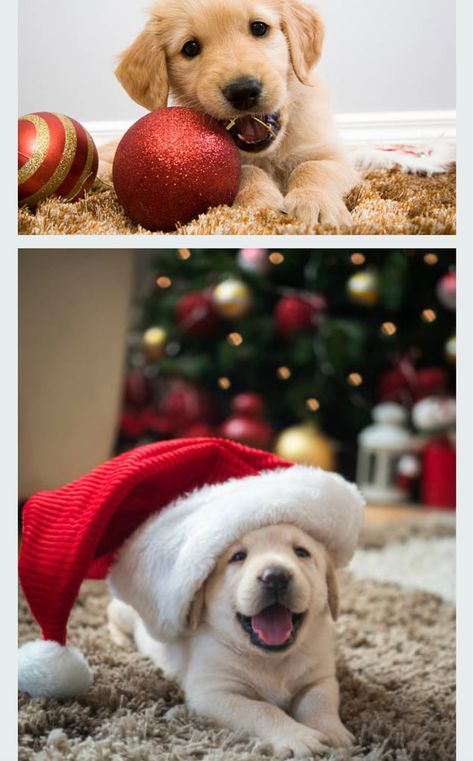 Litter Photoshoot, Puppy Litter, Puppy Pose, Christmas Puppy, Puppy Pictures, Picture Ideas, Puppies, Christmas