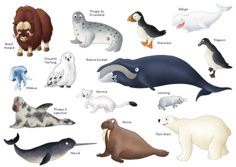 Imagier les animaux du pôle nord Animal Mashups, Urs Polar, Animal Printables, Pole Nord, Alphabet Activities Preschool, Arctic Animals, Majestic Animals, Silly Animals, Animal Posters