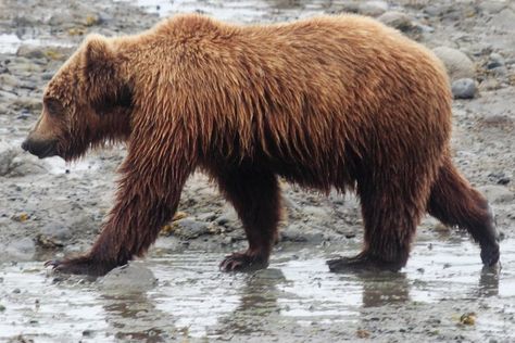 Bear Side View, Kodiak Bear, Bear Drawing, Bear Photos, Bear Pictures, Bear Face, Dog Photo, Love Bear, Bear Cubs