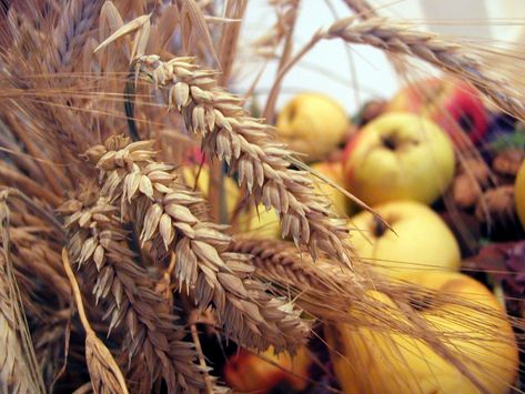 Free Harvest Thanks Giving Stock Photo - FreeImages.com Yellow Cottagecore, Greek Pantheon, Jesus Heals, Cozy Aesthetic, Harvest Time, Witch Aesthetic, Fall Feels, Greek Gods, Gods And Goddesses