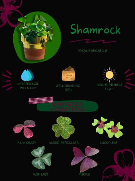 Shamrock Care tips - The Botanical Texan Purple Shamrock Plant Care, Shamrock Plant Care, Purple Shamrock Plant, Flower Arrangements Colorful, Best Outdoor Plants, Home Plants Decor, House Plant Tips, Diy Plant Decor, Plants Decoration Ideas