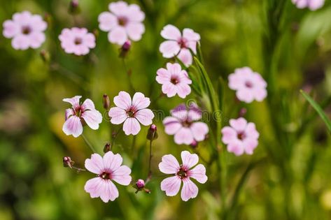 Small purple pink garden cowcockle flowers - Vaccaria hispanica - closeup macro detail, only few petals in focus stock images Pink Garden, In Focus, Close Up, Photo Image, Blossom, Stock Images, Stock Photos, Purple, Flowers