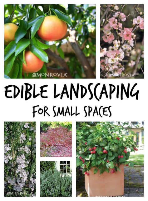 Gardening in a small space can be difficult. Consider edible landscaping to maximize your area. Small Garden Spaces, Plants For Small Gardens, Huge Garden, Monrovia Plants, Eco Friendly Garden, Small Backyard Gardens, Edible Landscaping, Landscape Garden, Garden Backyard