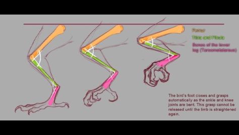 Bird leg Leg Reference, Leg Anatomy, Feet Drawing, Bird People, Anatomy Reference, Bird Drawings, Anatomy Art, Drawing Reference Poses, Art Tips