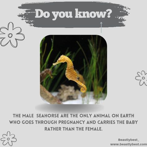 #seahorse#marinelife#seahorsefact#fact#animalfact#marineanimalfact#animallover#seahorselovet#maleseahorse# Seahorse Facts, Male Seahorse, Horse Facts, Marine Biology, Sea Life, Trivia, Biology, Did You Know, Fun Facts