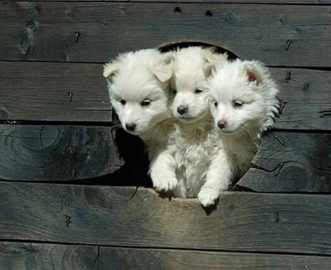 Cerberus as a puppy, guarding the gates to heck - Imgur Cute Puppy Photos, Cute Dog Photos, White Puppies, Love My Dog, Puppy Photos, 웃긴 사진, White Dogs, Dog Photos, Image Hd