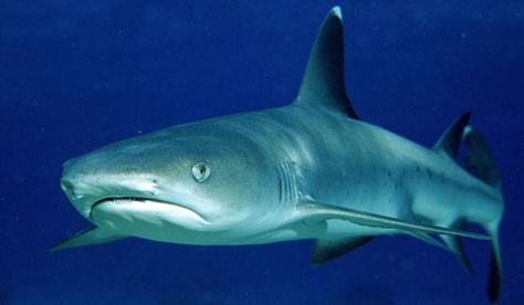 "Grumpy Shark" White Tipped Reef Shark, White Tip Reef Shark, Dusky Shark, Silky Shark, Galapagos Shark, Grey Reef Shark, Types Of Sharks, Species Of Sharks, Shark Jaws