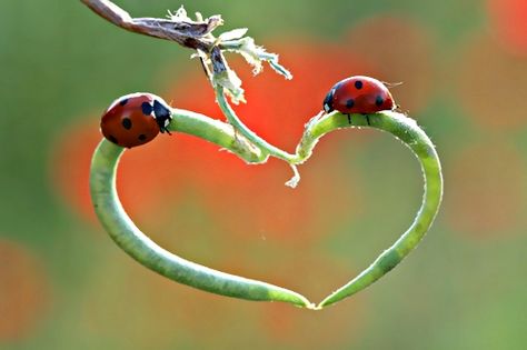 Mariquitas enamoradas Heart In Nature, Lady Beetle, I Love Heart, Airbrush Art, With All My Heart, Love Bugs, Heart Art, Love Symbols, Lady Bug