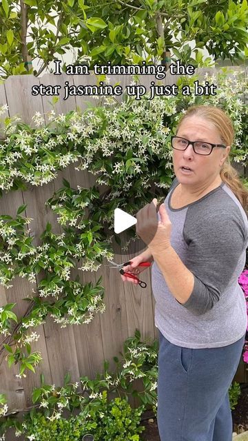 Monique Windschitl on Instagram: "Trimming up the star jasmine espalier/trellis.  This will take some of the weight off and reshape it up a bit.  I am still leaving most of the fragrance blooms. Has anyone started their espalier yet?  And THAT’S just how I do IT!  #tradwife #homeandgarden #athomewithmo #garden #gardener #gardenlover #at_home_with_mo #starjasmine #trellis #espalier #gardening #plants #flowers #armstronggarden #fyp #creator #asmr #foryourpage" Chinese Star Jasmine Trellis, Star Jasmine Espalier, Star Jasmine On Trellis, Jasmine Espalier Wall, Star Of Jasmine Trellis, Jasmine Fence Ideas, Star Jasmine Trellis Privacy Screens, Jasmine Star Plant, Jasmine Bush Landscaping