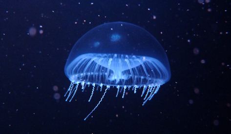 Crystal Jelly - vic high Crystal Jellyfish, Types Of Jellyfish, Jellyfish Species, Lion's Mane Jellyfish, Jellyfish Facts, Glaucus Atlanticus, Unique Jellyfish, Dumbo Octopus, Crystal Jelly