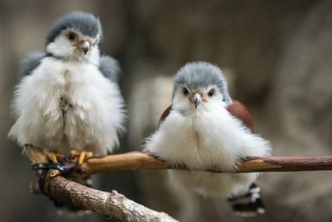 Pygmy Falcon, Young Animal, Rare Birds, Baby Bird, Bird Pictures, Birds Of Prey, Bird Feathers, Bird Art, Beautiful Creatures