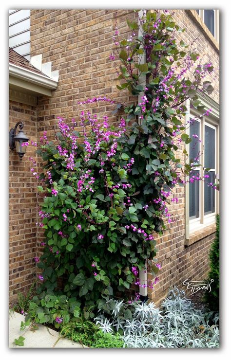 See more here: http://ggsfunctionalart.blogspot.com/2014/09/ggs-sweet-pea-vine-lathyrus-latifolius.html Transom Wall, Sweet Pea Vine, Sweet Pea Garden, Vine Fence, Mediterranean Courtyard, Purple Perennials, Garden Trellis Ideas, Cottagecore Garden, Trellis Garden